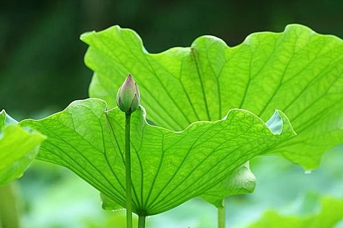 汉传法师