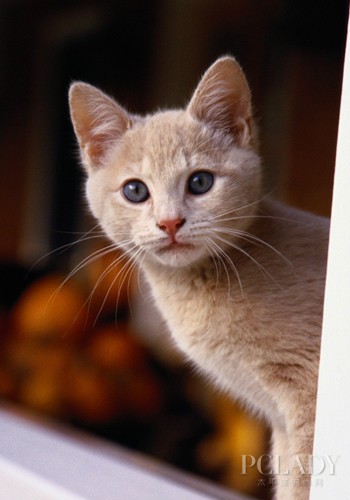 为宠物猫咪护眼和美甲心得
