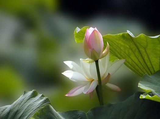 汉传法师
