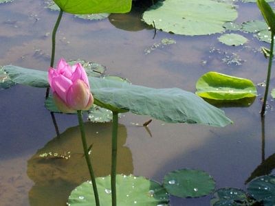 汉传法师