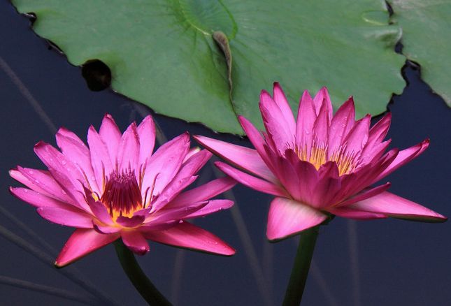 藏传法师