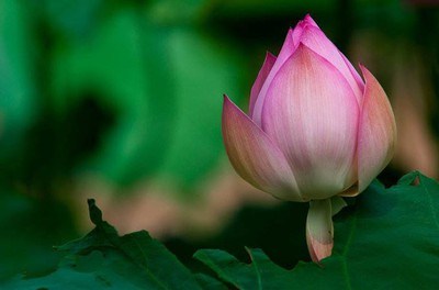 汉传法师