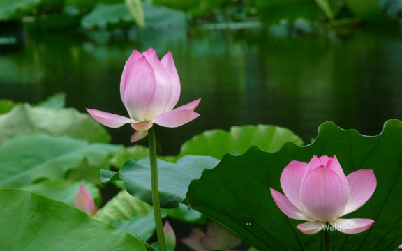 汉传法师