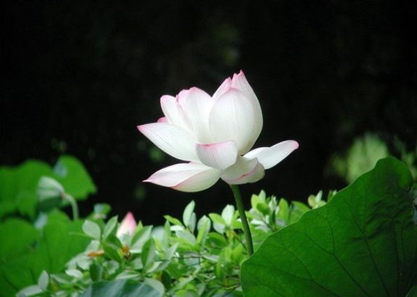 汉传法师