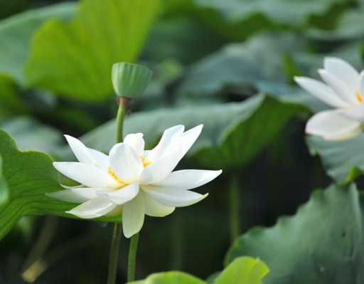 藏传法师