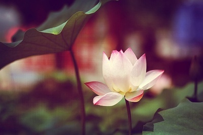 藏传法师