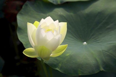 藏传法师