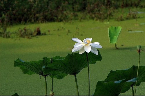 汉传法师