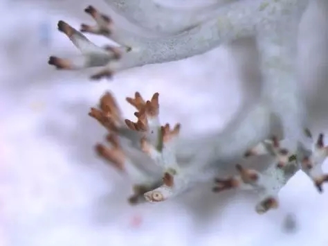 驯鹿最喜欢的苔藓：鹿蕊！