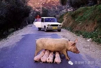 何忍滋我身，断它母子情