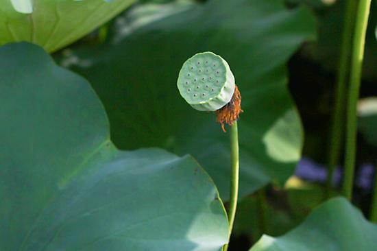 藏传法师