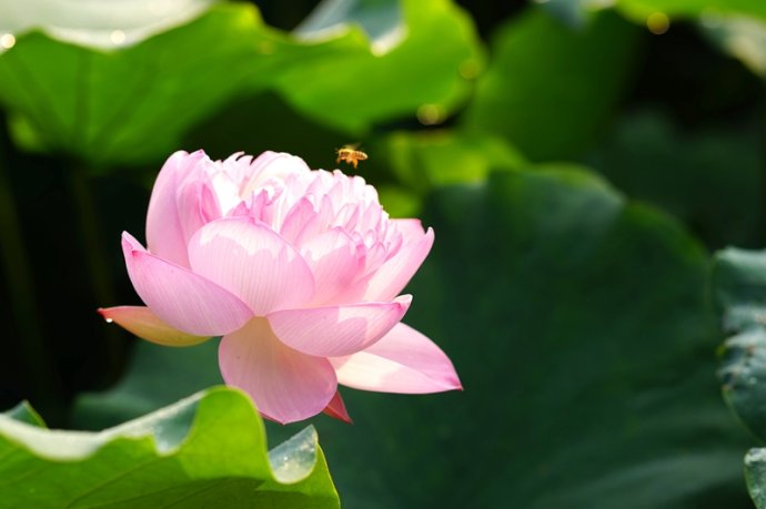 汉传法师