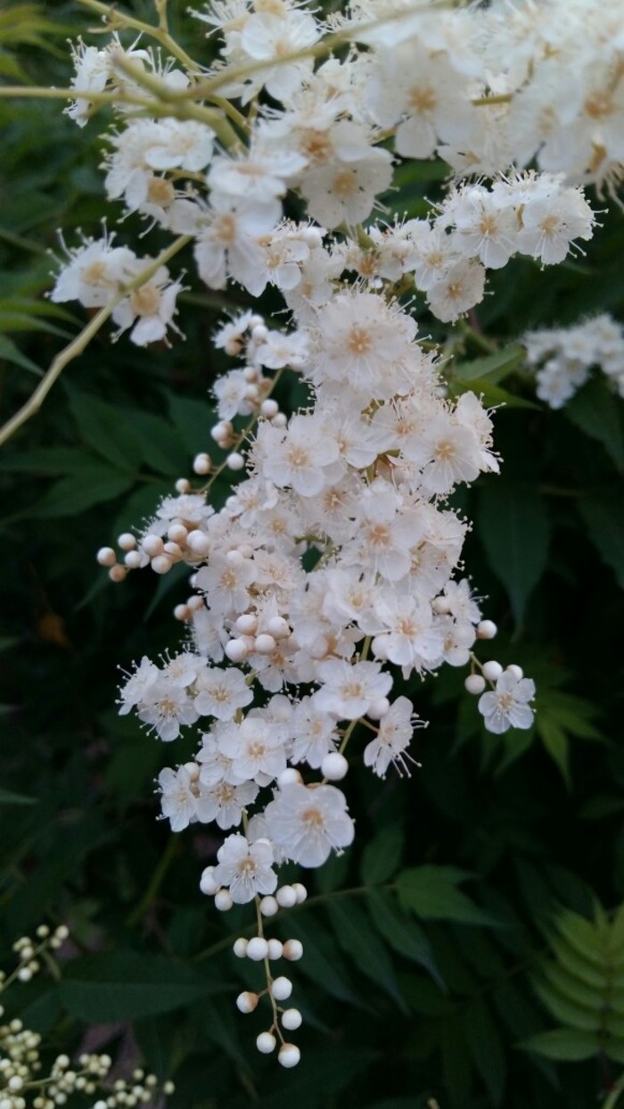 汉传法师