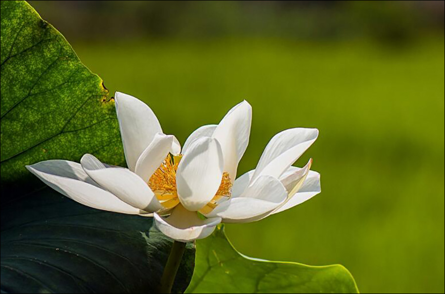 菩提书院