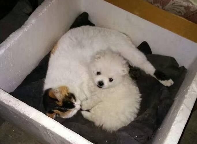 汉传法师