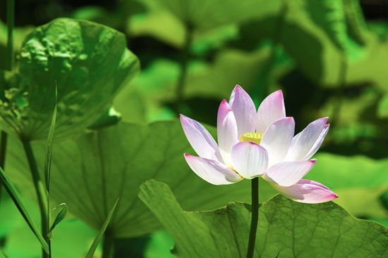 藏传法师