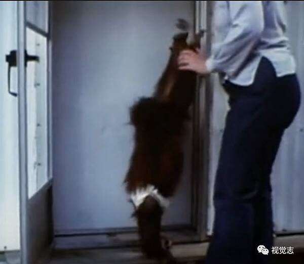 这只猩猩认了一位姑娘做妈妈，它学过手语、读过大学、相信过人类，后来，他死了
