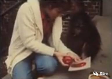这只猩猩认了一位姑娘做妈妈，它学过手语、读过大学、相信过人类，后来，他死了