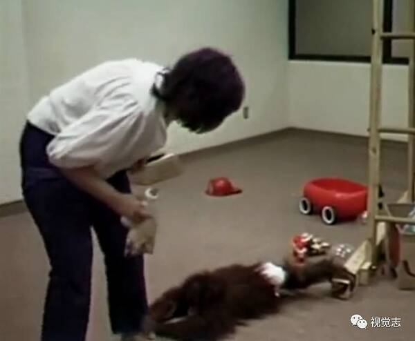 这只猩猩认了一位姑娘做妈妈，它学过手语、读过大学、相信过人类，后来，他死了