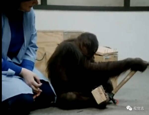 这只猩猩认了一位姑娘做妈妈，它学过手语、读过大学、相信过人类，后来，他死了