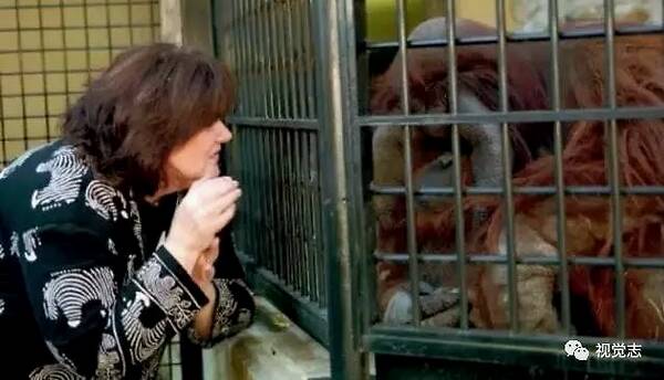 这只猩猩认了一位姑娘做妈妈，它学过手语、读过大学、相信过人类，后来，他死了