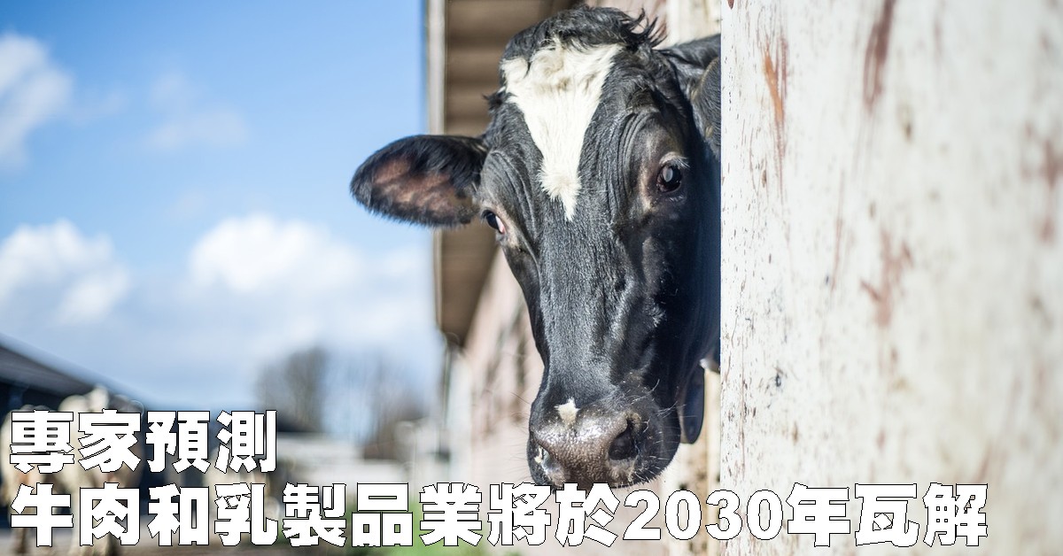 专家预测牛肉和乳製品业将于2030年瓦解