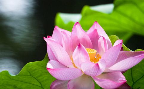 不念佛没生病，念佛后反而念出病来