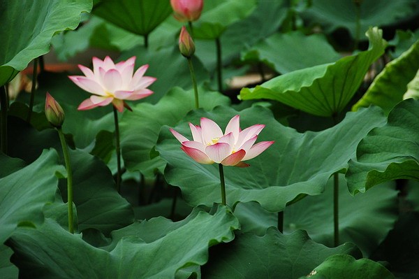 莲池大师的净土思想