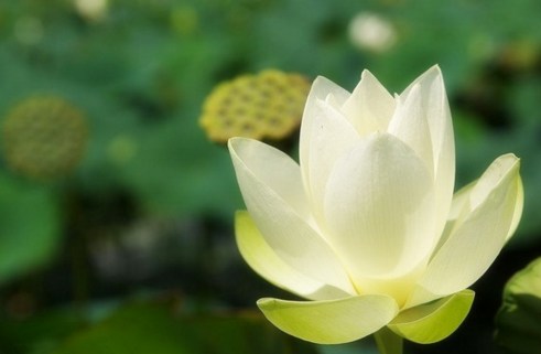 要出生死，必以此为第一义