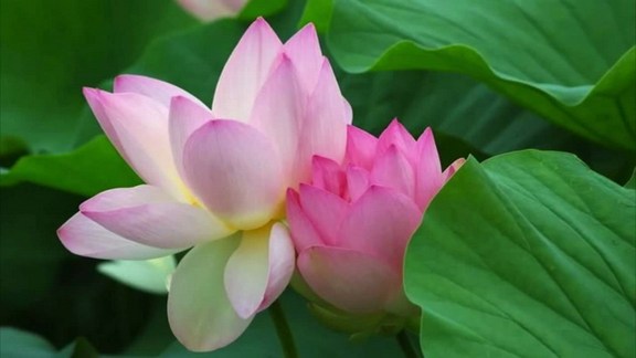 谛闲法师法语集