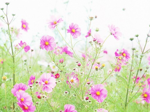 细行能成万法 从看花开始学佛