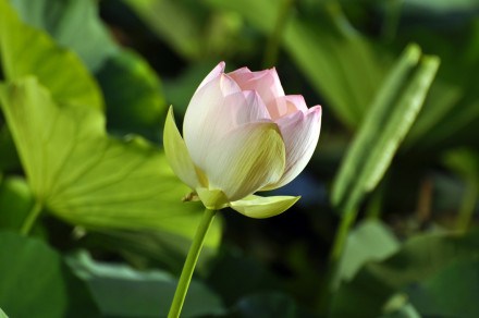 在世间中得解脱，要按四个步骤来修行