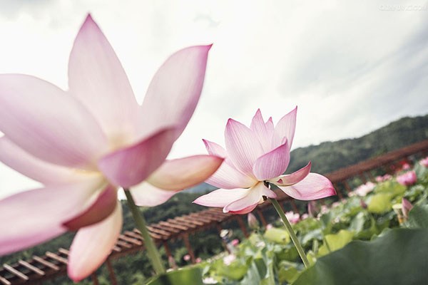 休念功名唯念佛，但忧道业勿忧贫