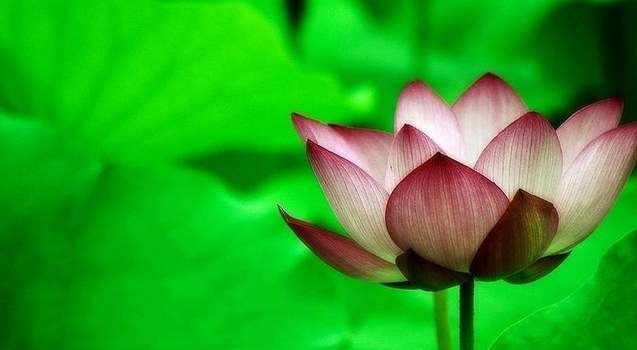 破除法执的相状