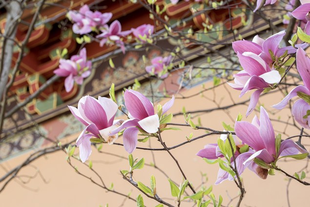 念佛一定要「念兹在兹」