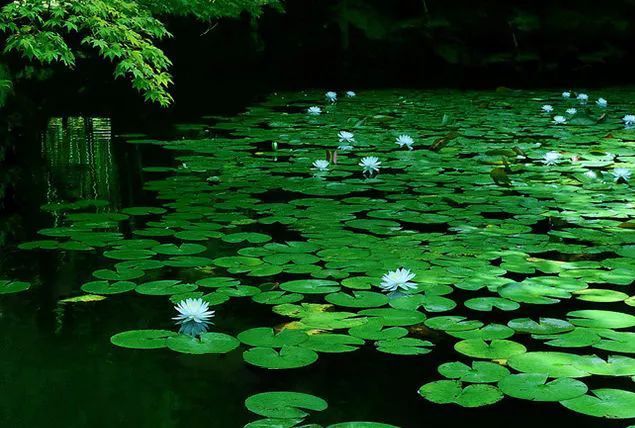 降伏湖神的经师