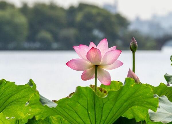 战象自拔淤泥