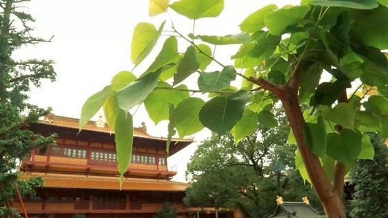 时常日久揩磨，渐渐明通心地