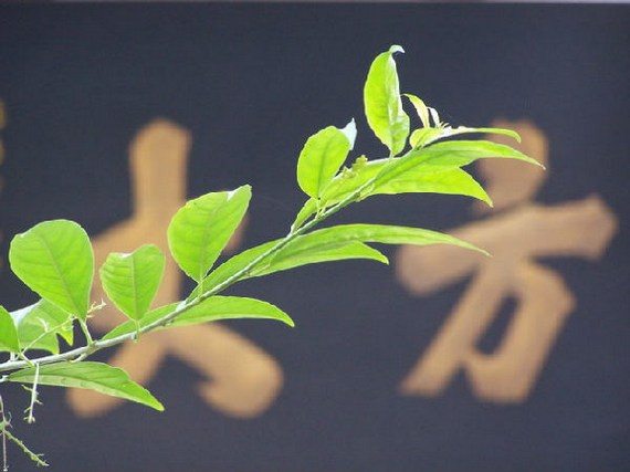 和尚与法师有什么异同