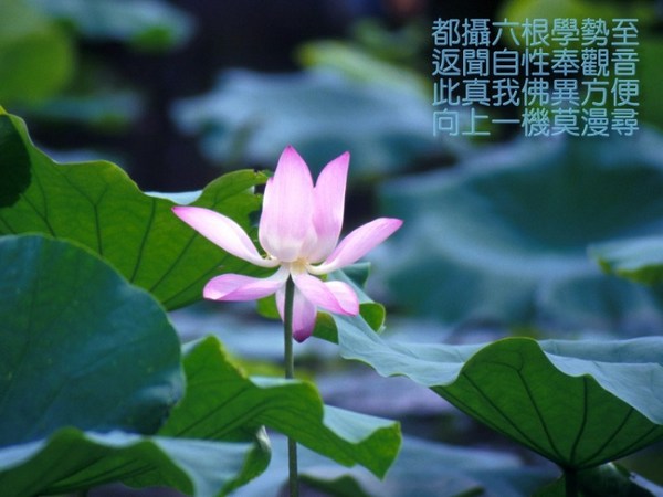 无量劫来造了那么多罪业，为何还能往生净土