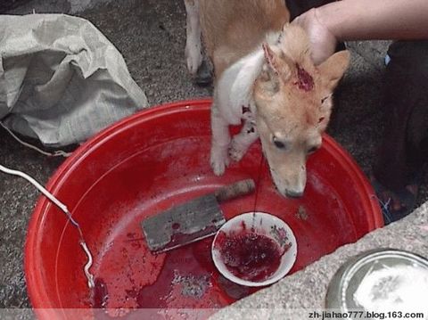 佛教提不提倡吃三净肉呢