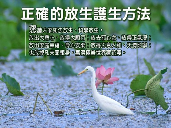 如理如法的放生心态