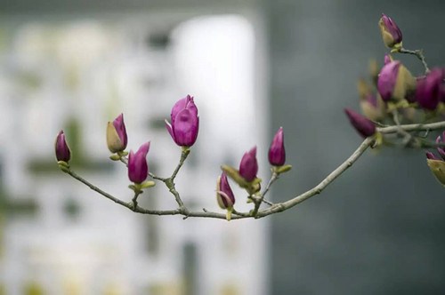 北宋高僧死心悟新禅师