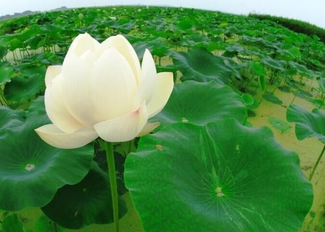 熏习，决定你轮回的力量
