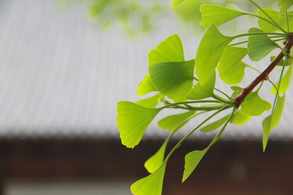 平时散乱不精进，只因没修无常观