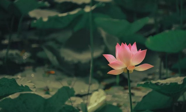 突发疾病去世，如何判断是否往生