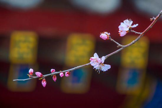 菩提心是建立在责任感，而不是建立在情感