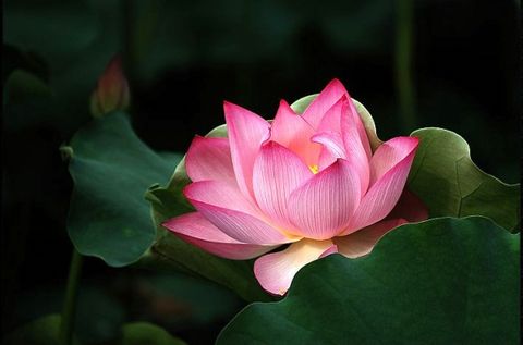 法师念佛时很享受，为何弟子却觉得很难受