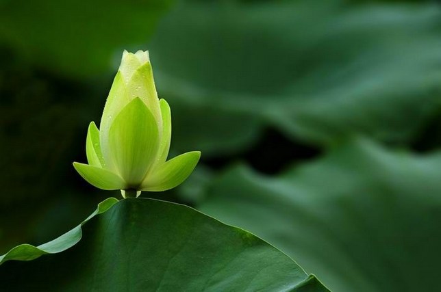 「有主物」在律上分成哪三类
