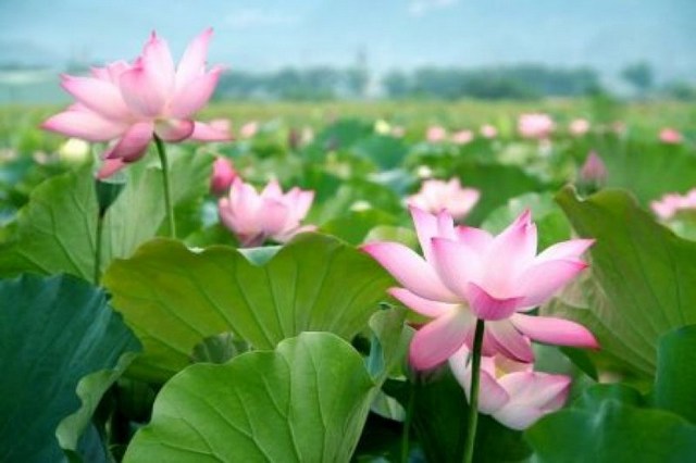 当你最痛苦、障碍最深时，你就修这个观